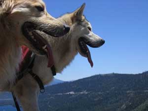 Hudsons Malamutes - Logan