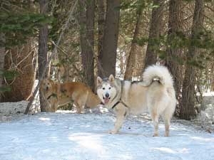 Hudsons Malamutes - Logan