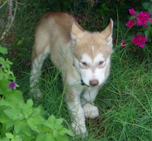 Hudons Malamutes -  Loki