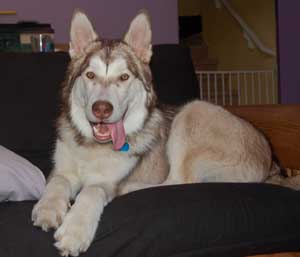 Hudons Malamutes -  Loki