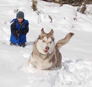 Hudons Malamutes - Loki