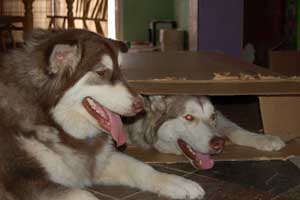 Hudsons Malamutes - Atka