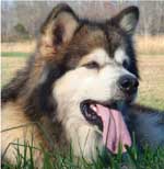 Hudsons Malamutes - Mae