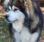 Hudsons Malamutes - Mae