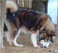 Hudsons Malamutes - Mae