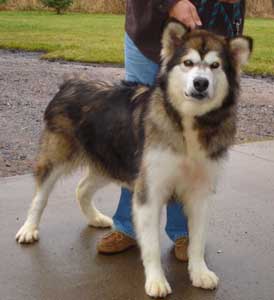 Hudsons Malamutes - Mae