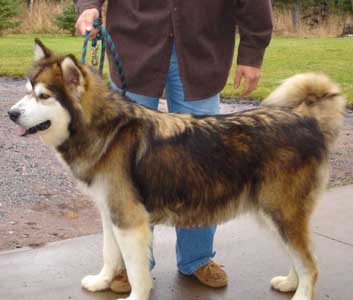 Hudsons Malamutes - Mae