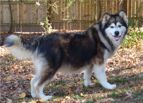 Hudsons Malamutes - Mae