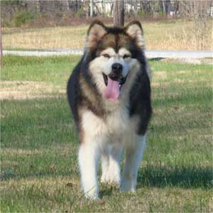 Hudsons Malamutes - Mae