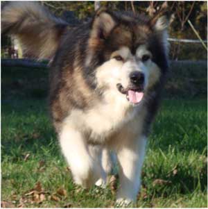 Hudsons Malamutes - Mae