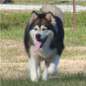 Hudsons Malamutes - Mae