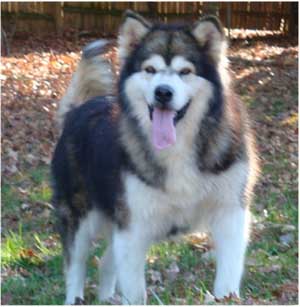 Hudsons Malamutes - Mae