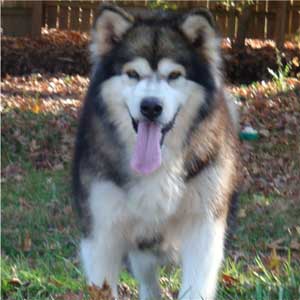 Hudsons Malamutes - Mae