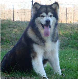 Hudsons Malamutes - Mae