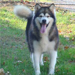 Hudsons Malamutes - Mae