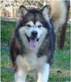 Hudsons Malamutes - Mae