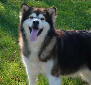 Hudsons Malamutes - Mae