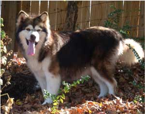 Hudsons Malamutes - Mae