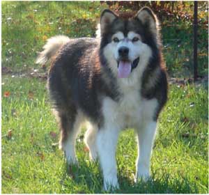 Hudsons Malamutes - Mae