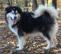 Hudsons Malamutes - Malachi