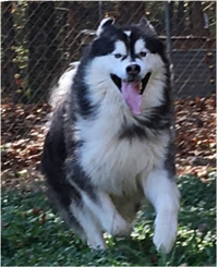 Hudsons Malamutes - Malachi