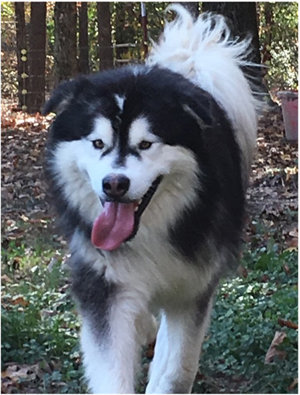 Hudsons Malamutes - Malachi