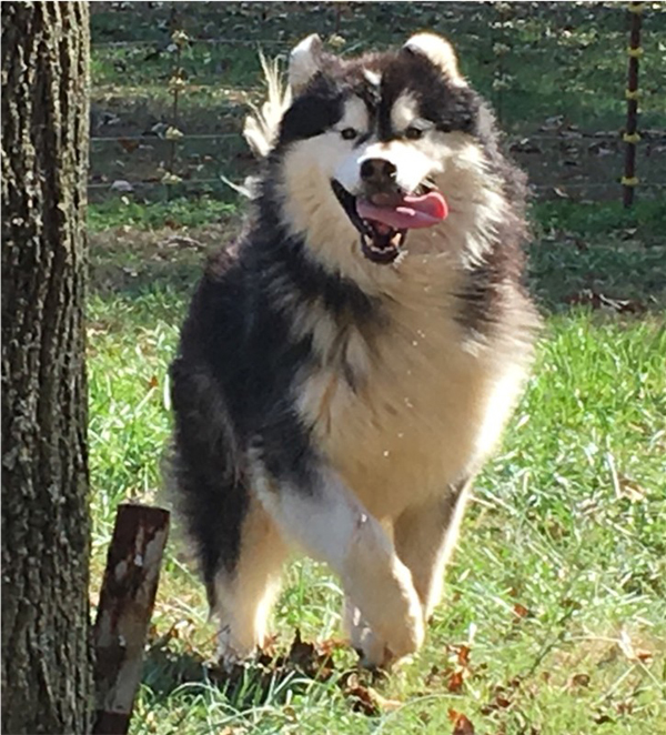 Hudsons Malamutes - Malachi