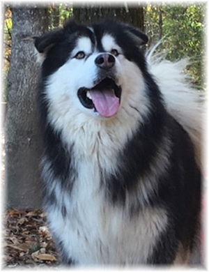 Hudsons Malamutes - Malachi