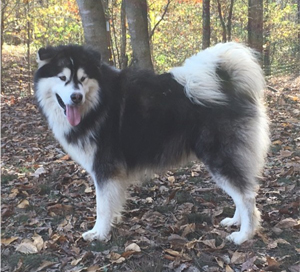 Hudsons Malamutes - Malachi