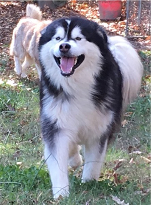 Hudsons Malamutes - Malachi