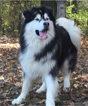 Hudsons Malamutes - Malachi