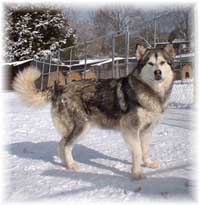 Hudsons Malamutes - Maquita