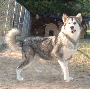 Hudsons Malamutes - Maquita