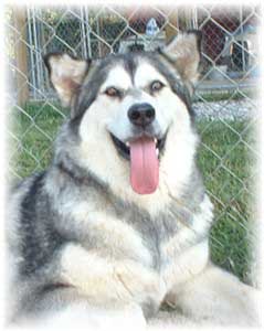 Hudsons Malamutes - Maquita