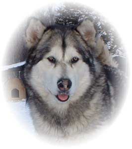 Hudsons Malamutes - Maquita