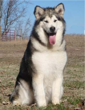 Hudsons Malamutes - Meeko