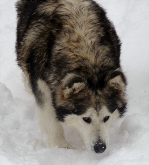 Hudsons Malamutes - Meeko