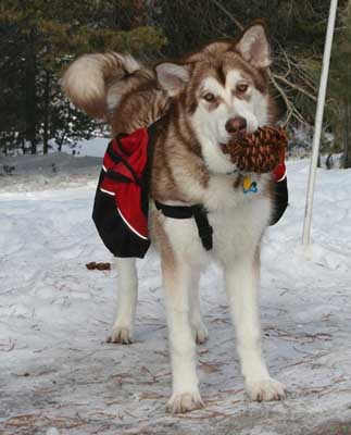 Hudsons Malamutes - Meeko