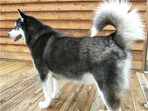 Hudsons Malamutes - Mia - Shuka