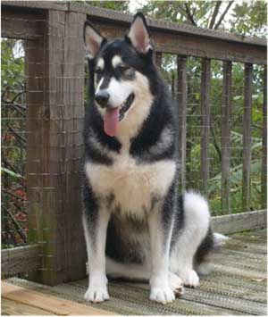 Hudsons Malamutes - Mia - Shuka