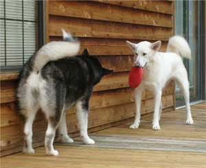 Hudsons Malamutes - Mia - Shuka