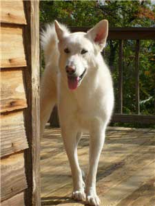 Hudsons Malamutes - Mia - Shuka