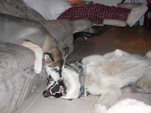 Hudsons Malamutes - Miko - Harley