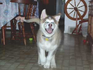 Hudsons Malamutes - Mikou