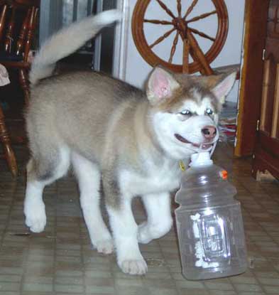 Hudsons Malamutes - Mikou