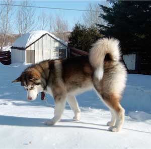 Hudsons Malamutes - Mikou