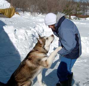 Hudsons Malamutes - Mikou