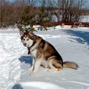 Hudsons Malamutes - Mikou