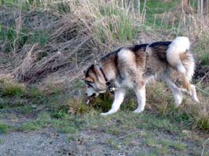 Hudsons Malamutes - Mikou