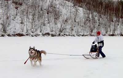 Hudsons Malamutes - Mikou